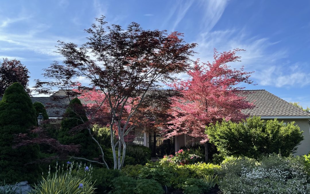 Why Hire High Mountain Tree Care?